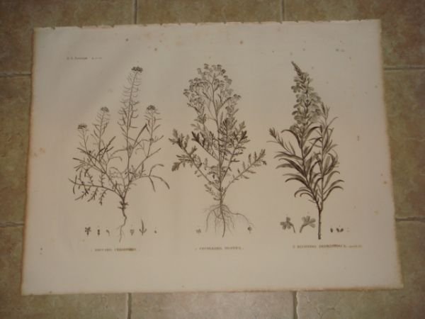 DESCRIPTION DE L'EGYPTE. Botanique. Erucaria crassifolia, Cochlearia nilotica, Buchnera hermonthica. …