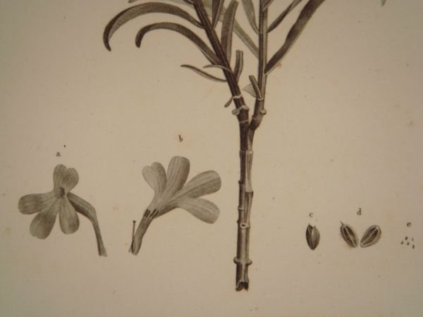 DESCRIPTION DE L'EGYPTE. Botanique. Erucaria crassifolia, Cochlearia nilotica, Buchnera hermonthica. …