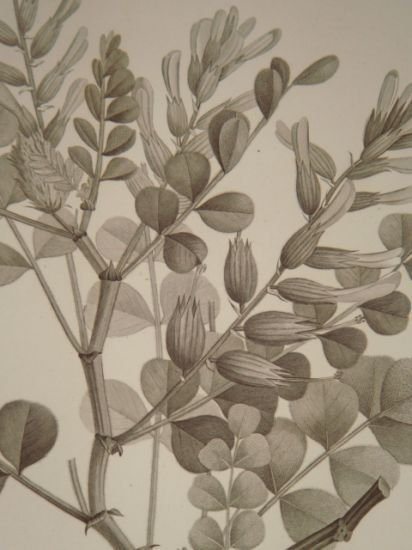 DESCRIPTION DE L'EGYPTE. Botanique. Hedysarum ptolemaicum, Astragalus longiflorus, Astragalus mareoticus. …