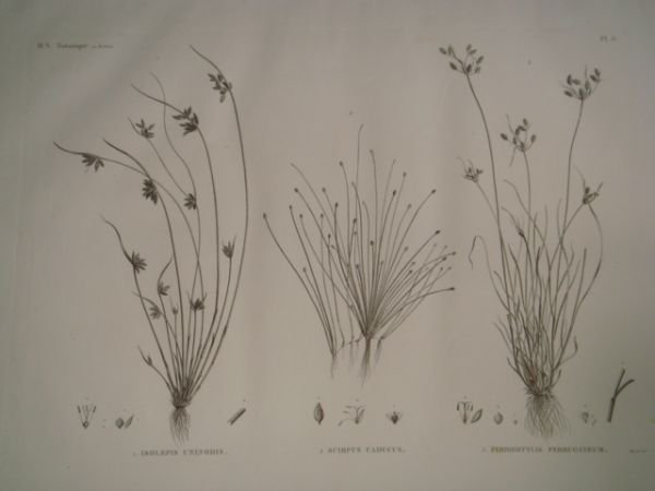 DESCRIPTION DE L'EGYPTE. Botanique. Isolepis uninodis, Scirpus caducus, Fimbristylis ferrugineum. …
