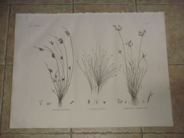 DESCRIPTION DE L'EGYPTE. Botanique. Isolepis uninodis, Scirpus caducus, Fimbristylis ferrugineum. …