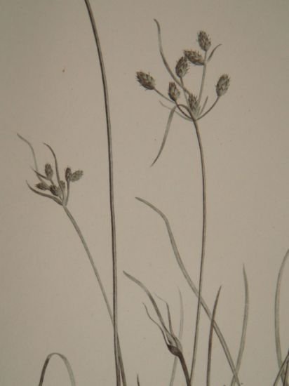 DESCRIPTION DE L'EGYPTE. Botanique. Isolepis uninodis, Scirpus caducus, Fimbristylis ferrugineum. …