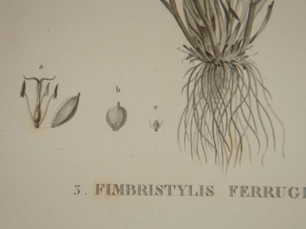 DESCRIPTION DE L'EGYPTE. Botanique. Isolepis uninodis, Scirpus caducus, Fimbristylis ferrugineum. …