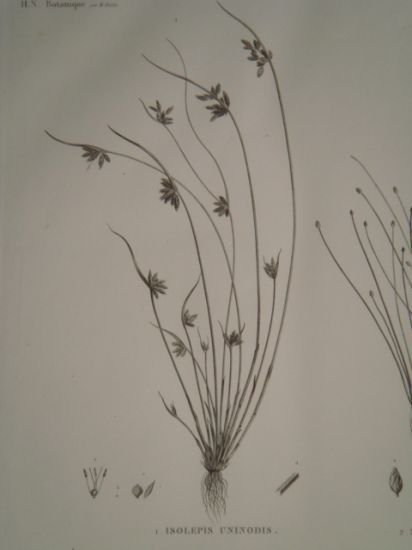 DESCRIPTION DE L'EGYPTE. Botanique. Isolepis uninodis, Scirpus caducus, Fimbristylis ferrugineum. …