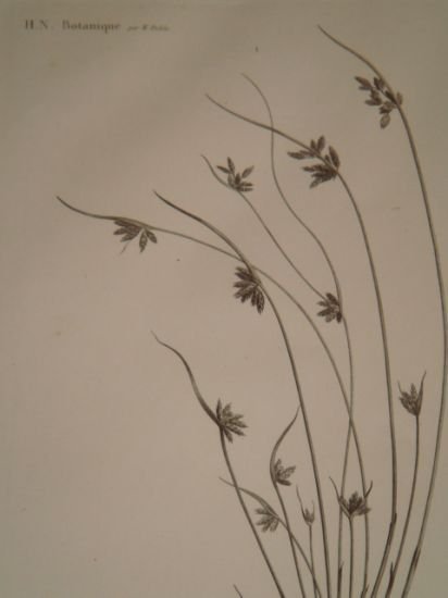 DESCRIPTION DE L'EGYPTE. Botanique. Isolepis uninodis, Scirpus caducus, Fimbristylis ferrugineum. …