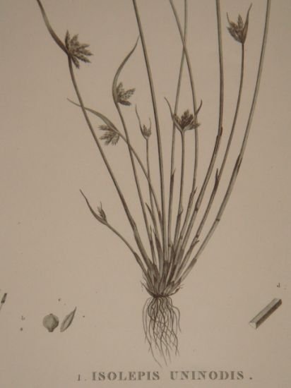 DESCRIPTION DE L'EGYPTE. Botanique. Isolepis uninodis, Scirpus caducus, Fimbristylis ferrugineum. …