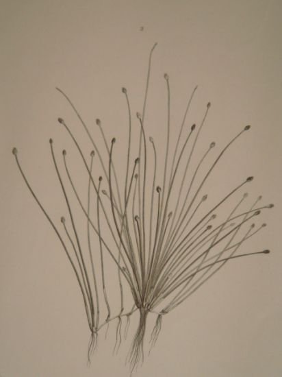 DESCRIPTION DE L'EGYPTE. Botanique. Isolepis uninodis, Scirpus caducus, Fimbristylis ferrugineum. …