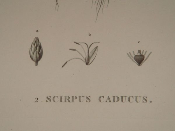 DESCRIPTION DE L'EGYPTE. Botanique. Isolepis uninodis, Scirpus caducus, Fimbristylis ferrugineum. …