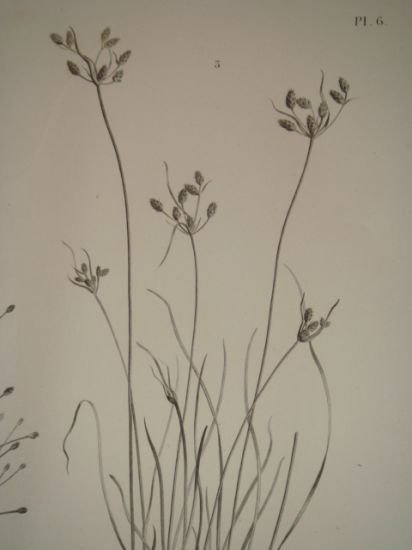 DESCRIPTION DE L'EGYPTE. Botanique. Isolepis uninodis, Scirpus caducus, Fimbristylis ferrugineum. …