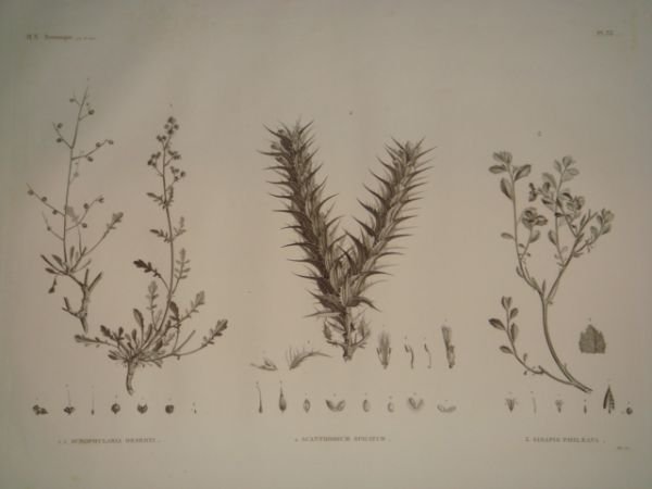 DESCRIPTION DE L'EGYPTE. Botanique. Scrophularia deserti, Acanthodium spicatum, Sinapis philaeana. …