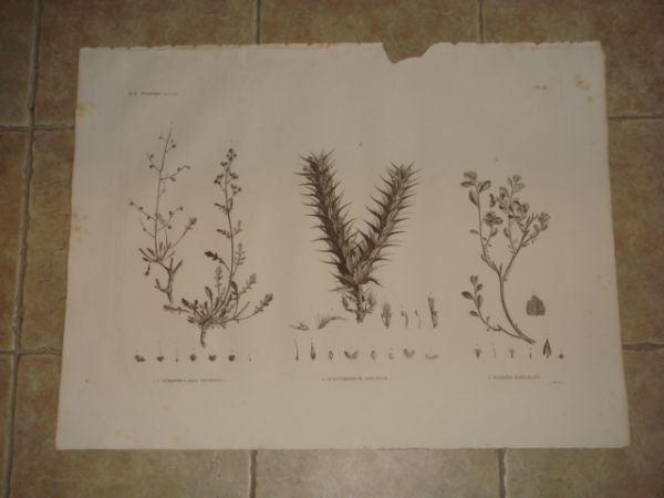 DESCRIPTION DE L'EGYPTE. Botanique. Scrophularia deserti, Acanthodium spicatum, Sinapis philaeana. …