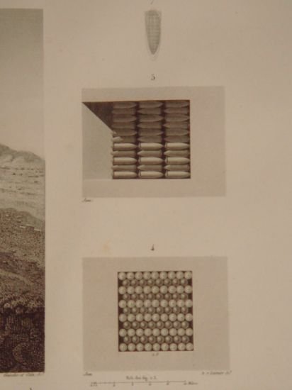 DESCRIPTION DE L'EGYPTE. Memphis et environs. Poignet d'un colosse à …