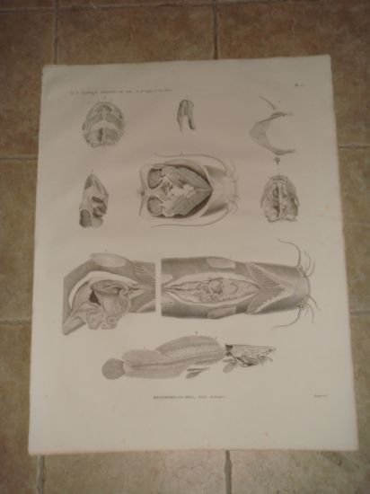 DESCRIPTION DE L'EGYPTE. Poissons du Nil. Hétérobranches, détails anatomiques. (Histoire …