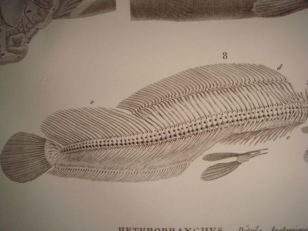 DESCRIPTION DE L'EGYPTE. Poissons du Nil. Hétérobranches, détails anatomiques. (Histoire …