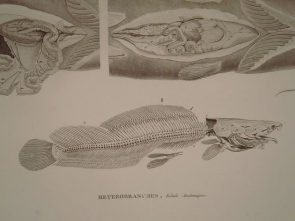 DESCRIPTION DE L'EGYPTE. Poissons du Nil. Hétérobranches, détails anatomiques. (Histoire …