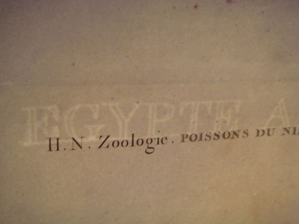 DESCRIPTION DE L'EGYPTE. Poissons du Nil. Le Pimelode guemel, le …