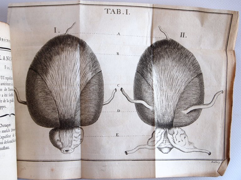 Description de la vessie urinaire de l'homme, et des parties …