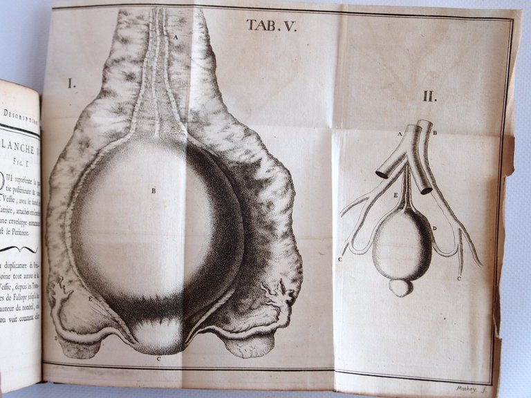 Description de la vessie urinaire de l'homme, et des parties …