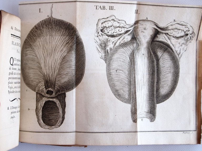 Description de la vessie urinaire de l'homme, et des parties …