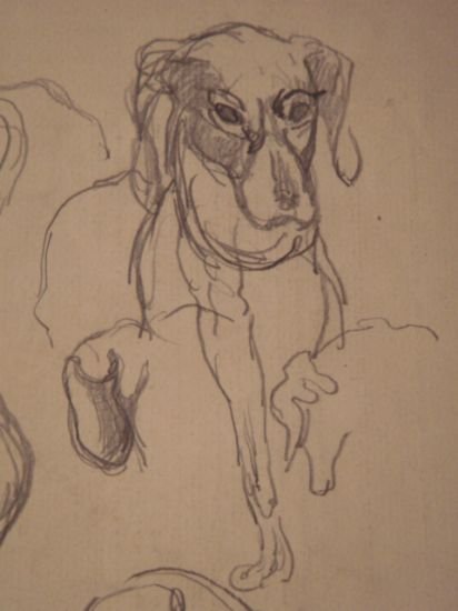 Etude de chiens - Crayon sur papier