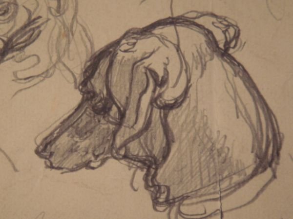 Etude de têtes de chiens. - Crayon sur papier