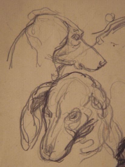 Etude de têtes de chiens. - Crayon sur papier