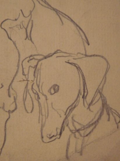 Etude de têtes de chiens. - Crayon sur papier