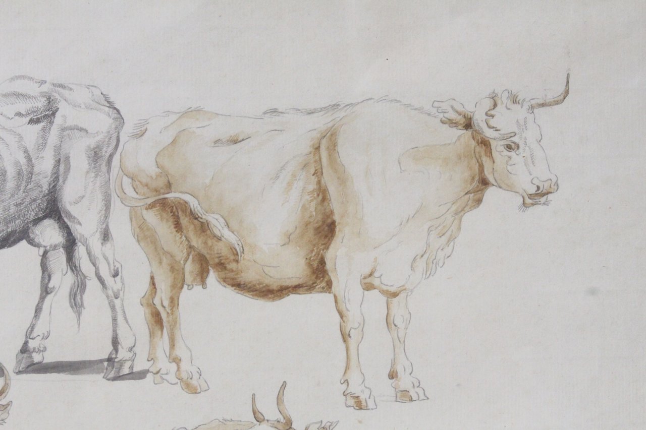 Étude de vaches