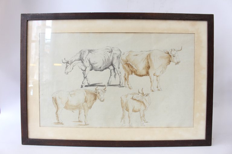 Étude de vaches