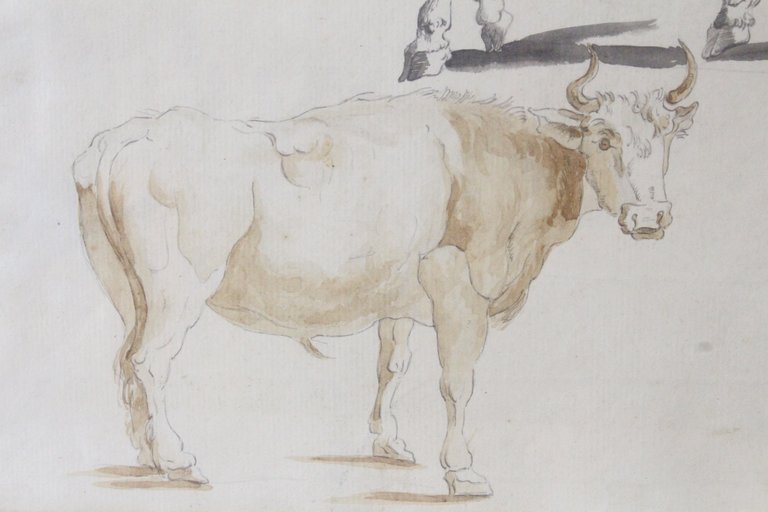 Étude de vaches