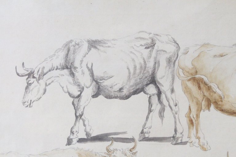 Étude de vaches