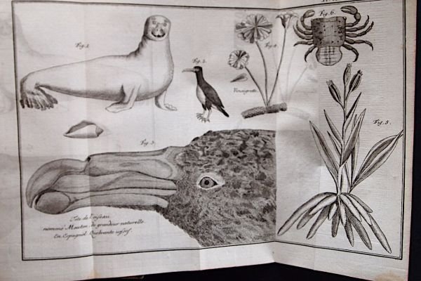 Histoire d'un voyage aux isles Malouines, fait en 1763 & …