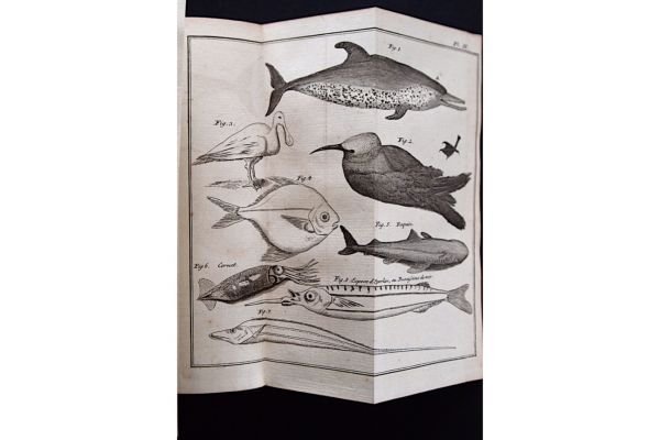Histoire d'un voyage aux isles Malouines, fait en 1763 & …