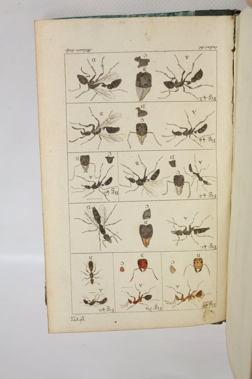 Histoire naturelle des fourmis, et recueil de mémoires et d'observations …