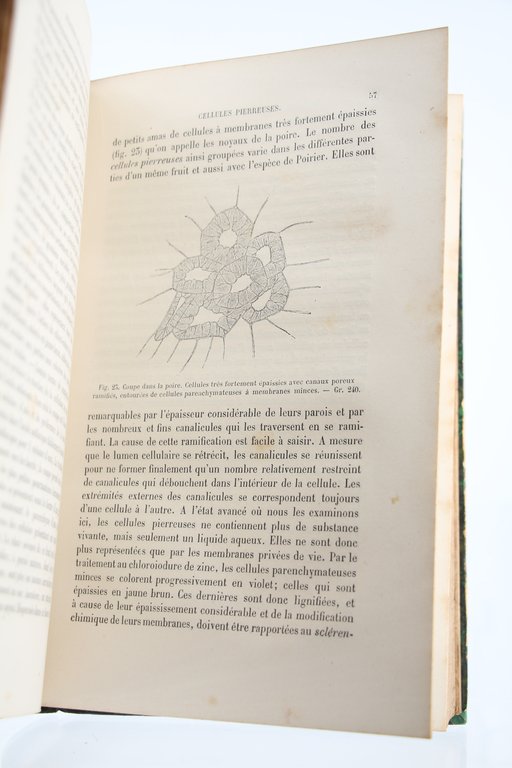 Manuel technique d'Anatomie végétale. Guide pour l'Etude de la Botanique …