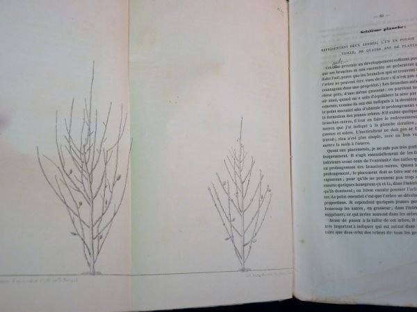 Pratique raisonnée de la taille des arbres fruitiers et de …