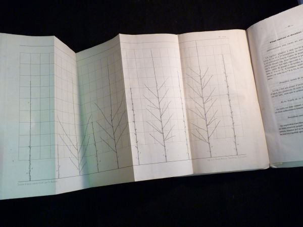 Pratique raisonnée de la taille des arbres fruitiers et de …