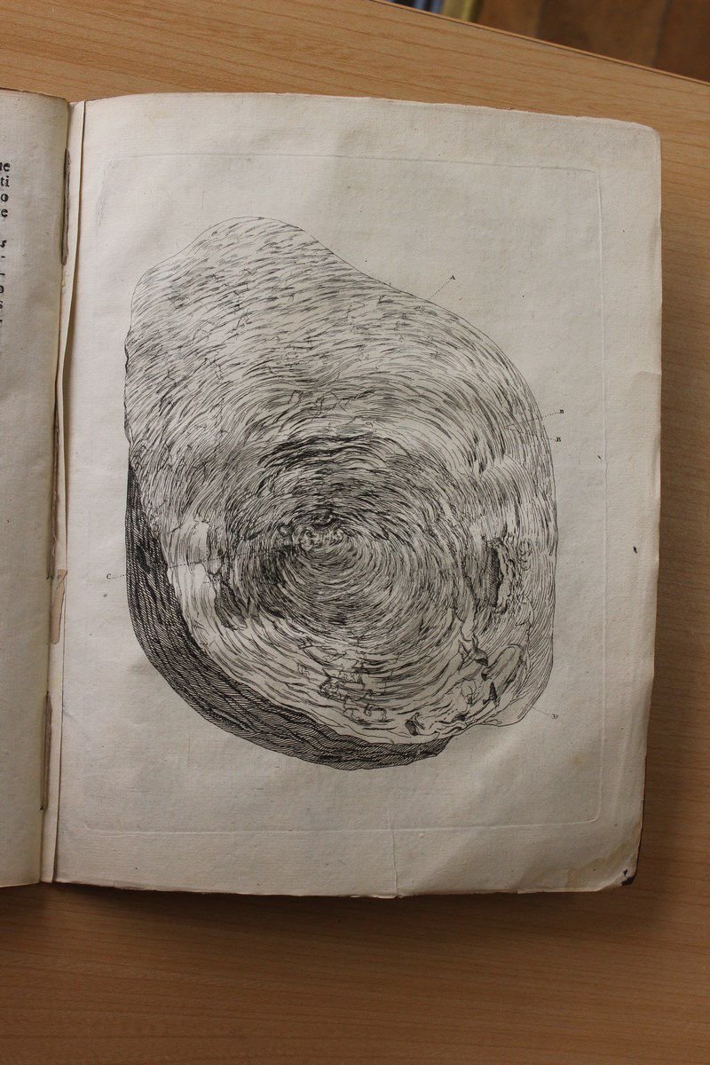 Tractatio anatomica de musculo, in fundo uteri observato, antehac a …