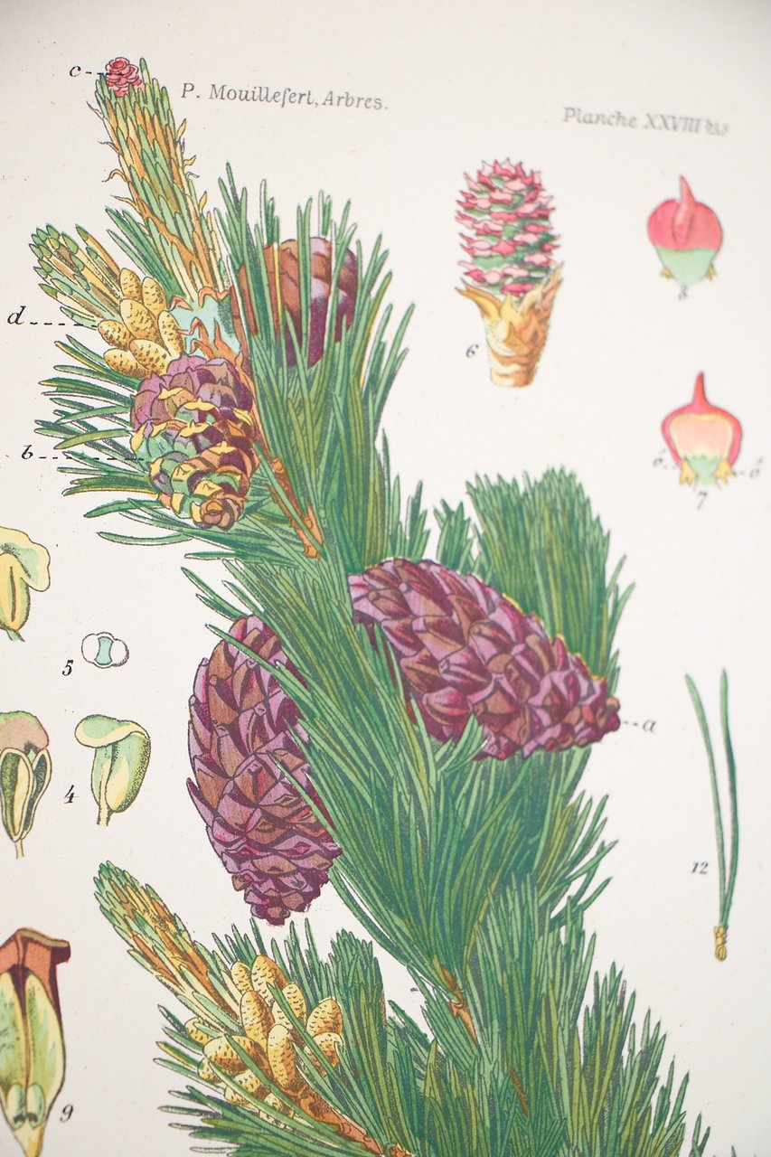 Traité des arbres et des arbrisseaux forestiers, industriels et d'ornement …