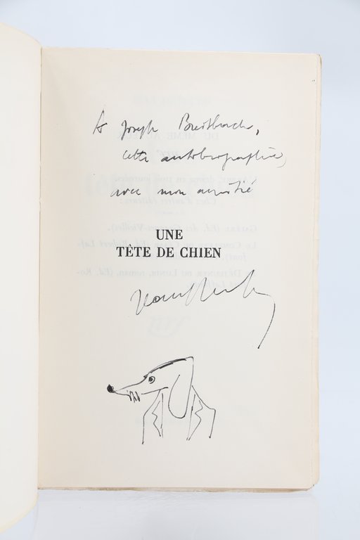 Une tête de chien