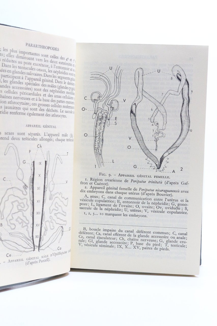 Zoologie Tome II