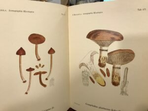 ICONOGRAPHIA MYCOLOGICA ET SUPPLEMENTUM. 5 VOLUMI