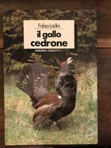 IL GALLO CEDRONE