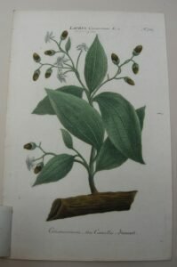 LAURUS CINAMOMUM SEU CANELLA