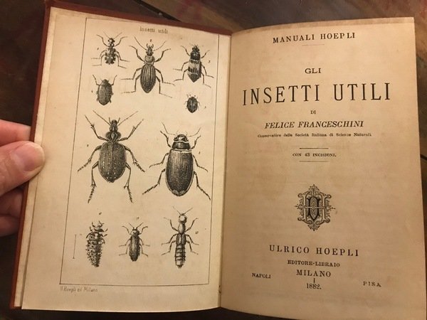 GLI INSETTI UTILI