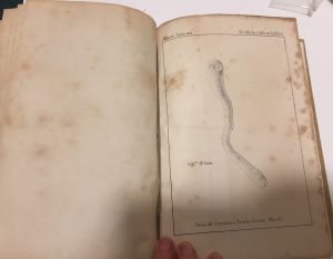 ATTI DELLA SOCIETA’ ITALIANA DI SCIENZE NATURALI – VOL.XII, ANNO …