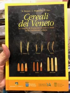 CEREALI DEL VENETO. LE VARIETA’ DI FRUMENTO TENERO E MAIS … | Immagine principale