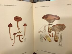 ICONOGRAPHIA MYCOLOGICA ET SUPPLEMENTUM. 5 VOLUMI