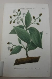 LAURUS CINAMOMUM SEU CANELLA