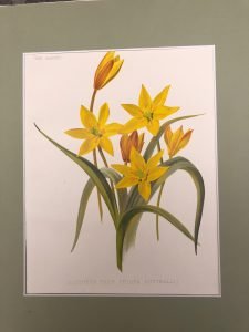 SOUTHERN TULIP ( TULIPA AUSTRALIS) – BULBACEE, TULIPANO